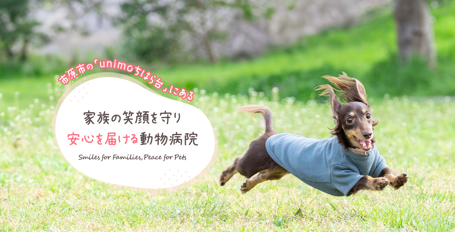 市原市ちはら台の動物病院なぎアニマルホスピタル